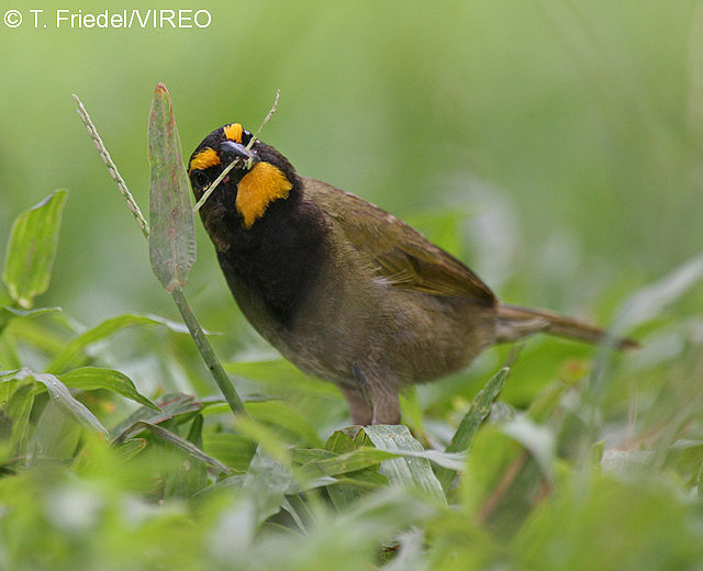 Yellow-faced Grassquit f26-1-104.jpg